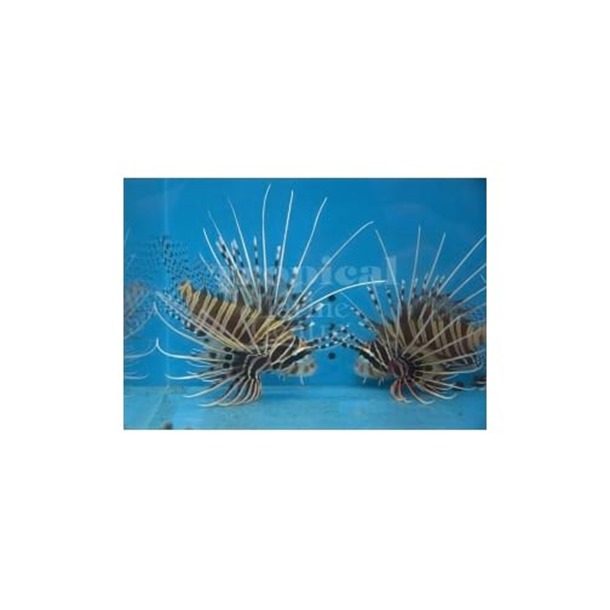 Antennata Lionfish