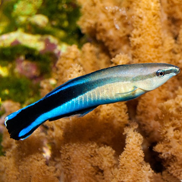 Bluestreak Cleaner Wrasse