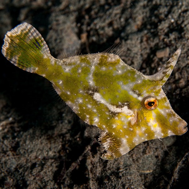 Aiptasia Eating Filefish