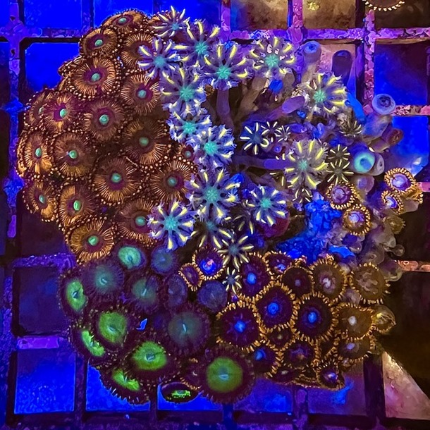 Ultra Enfys Zoa Garden