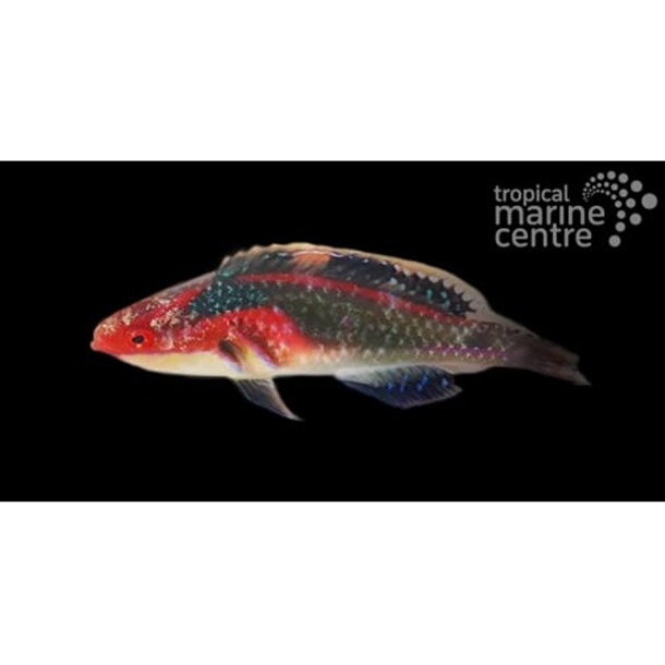 Exquisite Fairy Wrasse