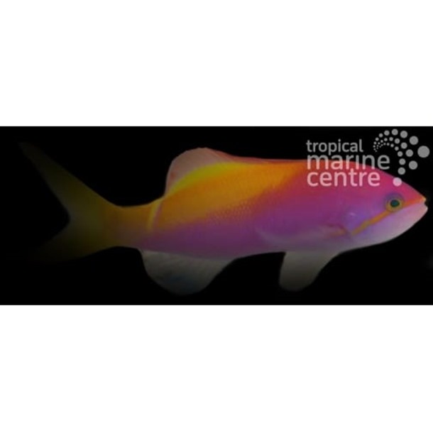 Threadfin Anthias