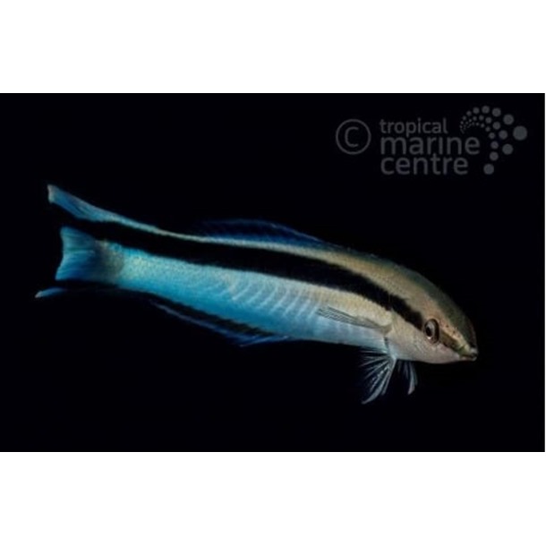 Bluestreak Cleaner Wrasse