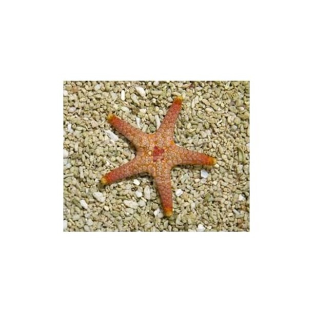 Deep Sea Starfish