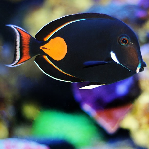 Achilles Tang