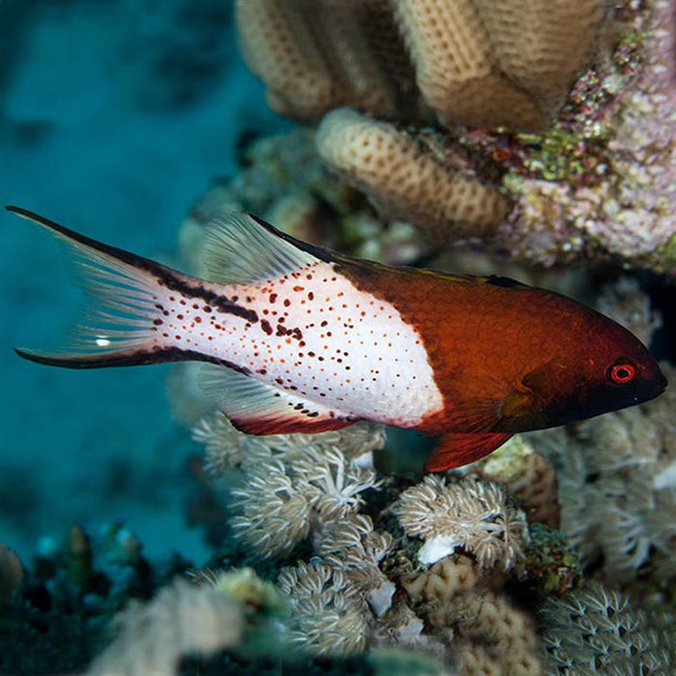 Lyretail Hogfish