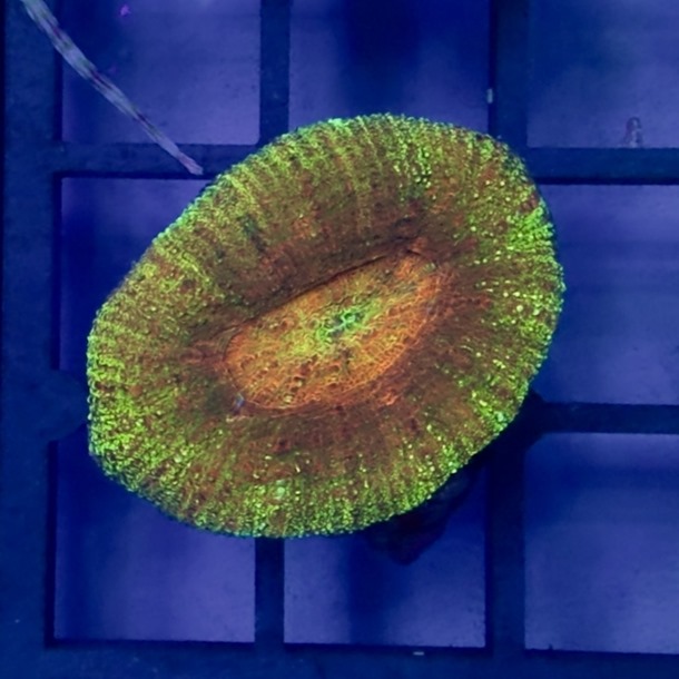 Maxima Acan Frags