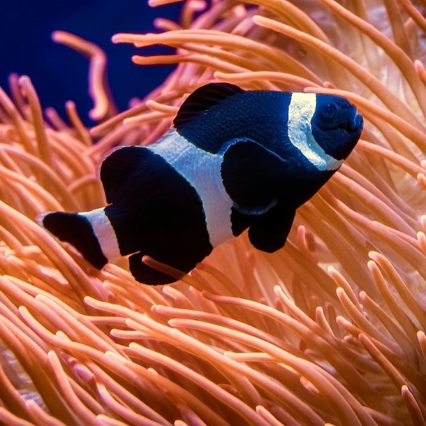 Darwin Clownfish