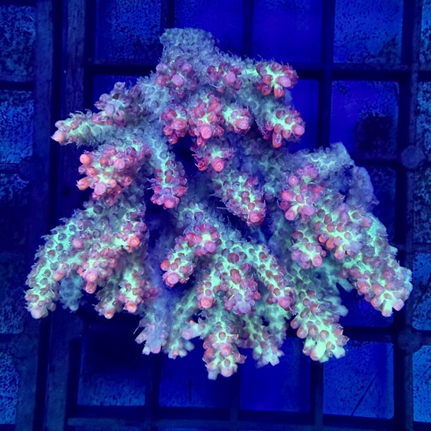 Strawberry Shortcake Acropora