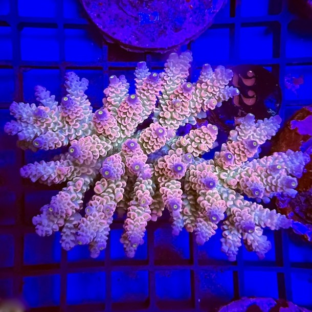 Ultra Acro Colony