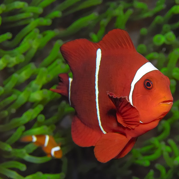 Maroon Clownfish