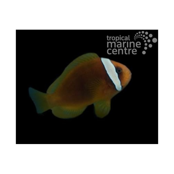 Red Tomato Clownfish