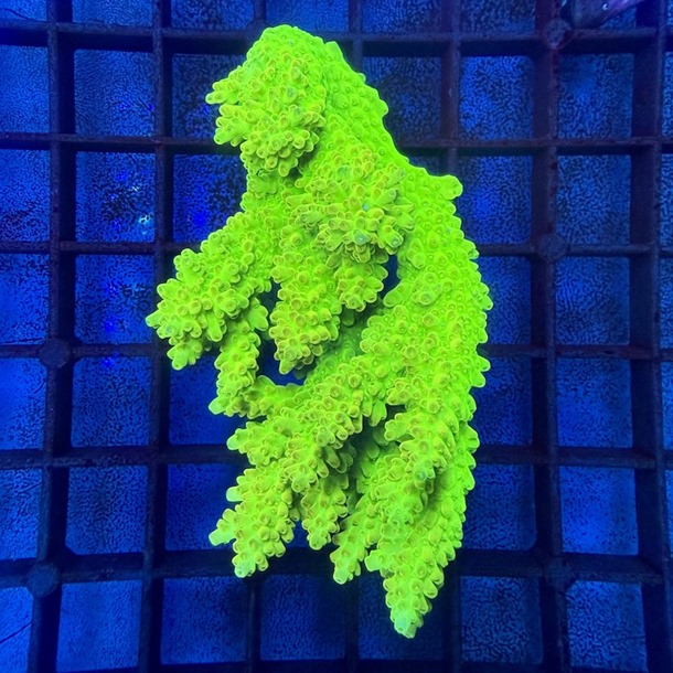Ultra Oz Acropora Colony