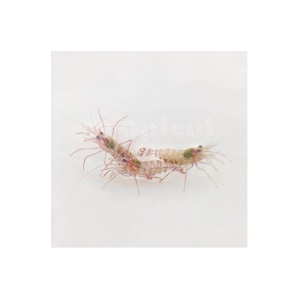 Striped Peppermint Shrimp