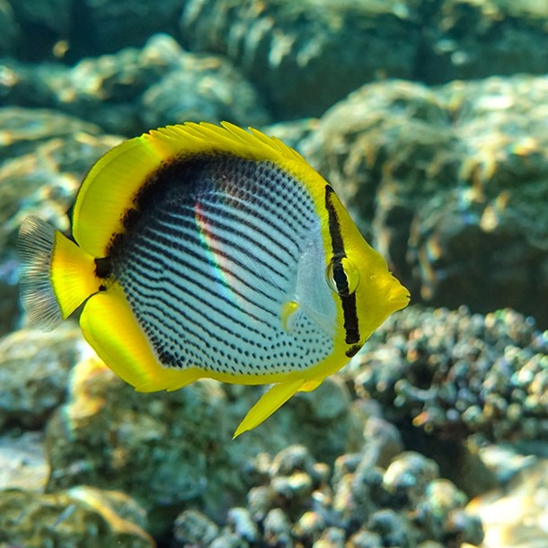 Black Back Butterflyfish