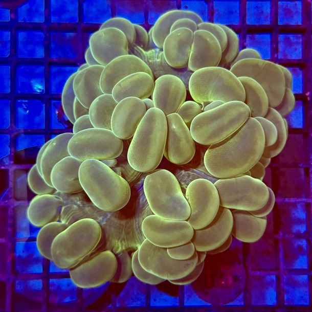 Ultra Green Bubble Coral
