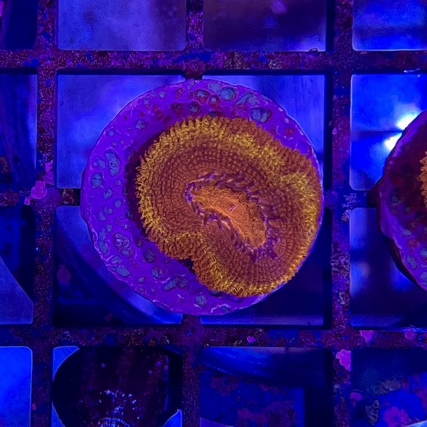 Ultra Red Acan Frags