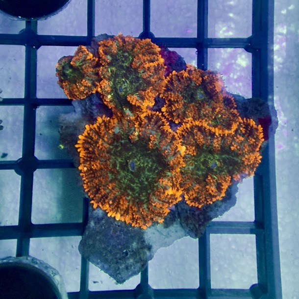 Ring of Fire Mushroom