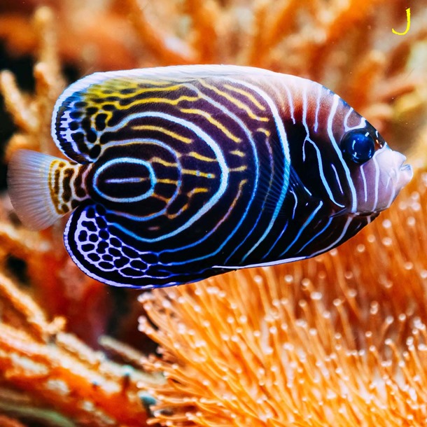 Emperor Angel Fish