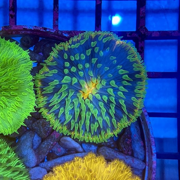 Ultra Plate Coral