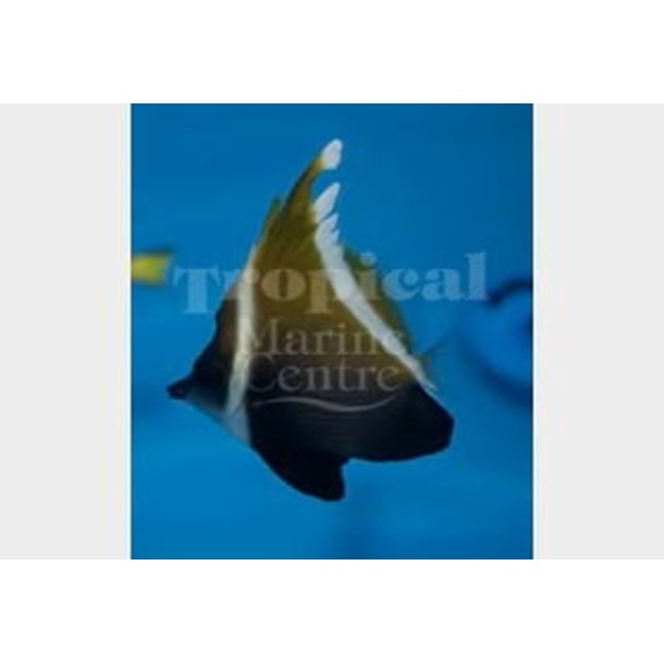 Phantom Bannerfish