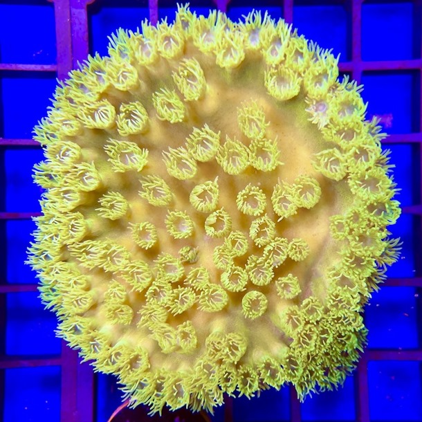 Green Scroll Coral