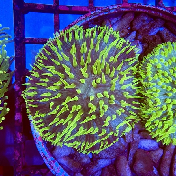 Bicolour Plate Coral 