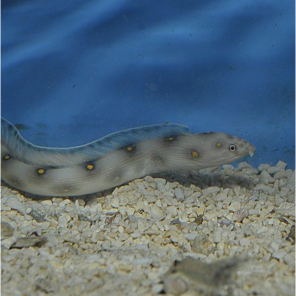 Gold Spot Snake Eel