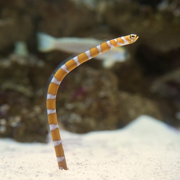 Striped Garden Eel