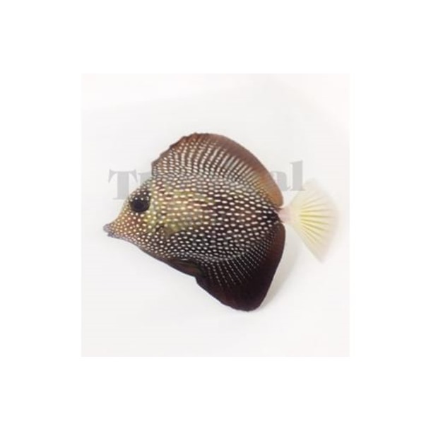 Gem Sailfin Tang