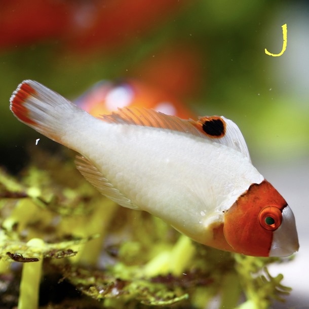 Clown Parrotfish