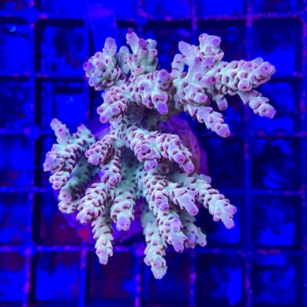 Acropora Colony