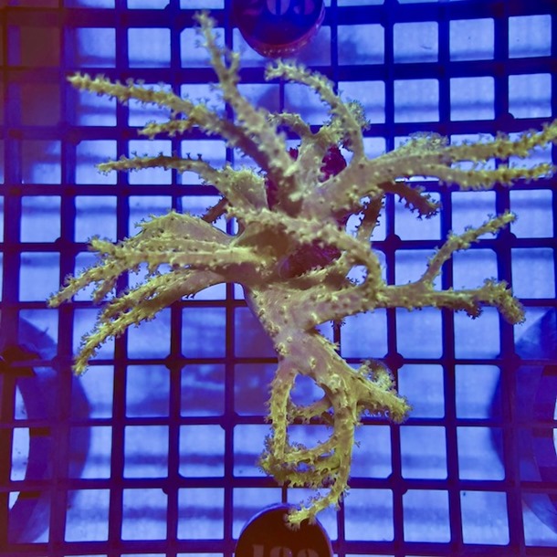 Green Finger Coral
