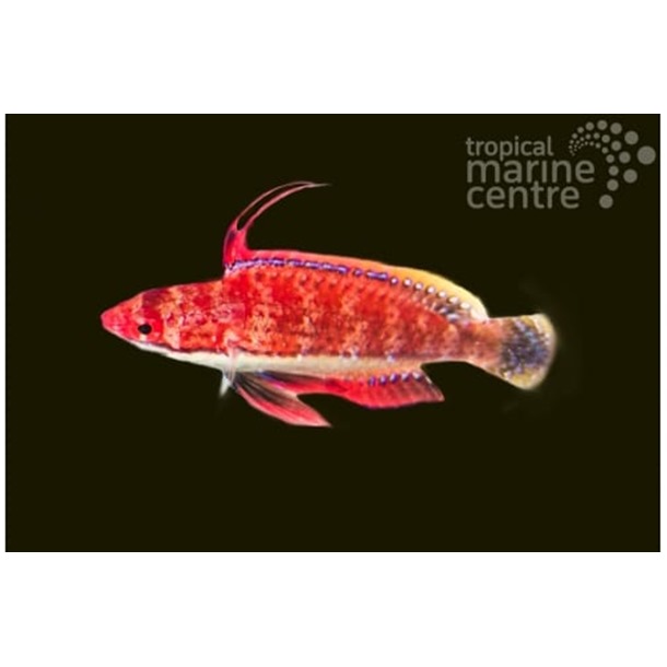 Longfin Fairy Wrasse