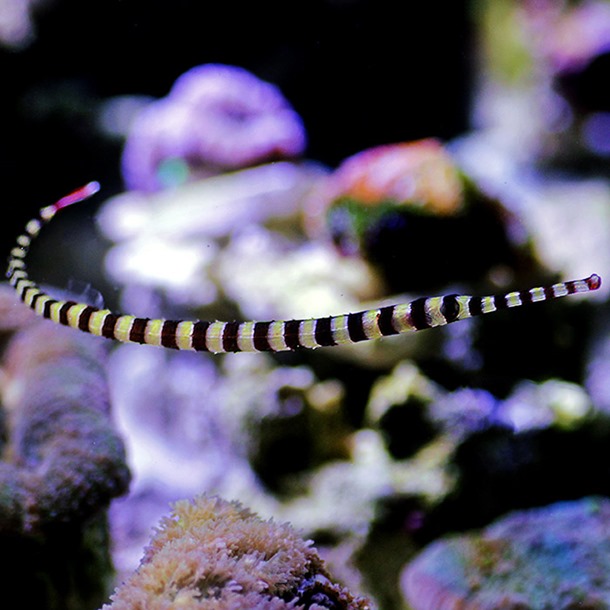 Banded Pipefish