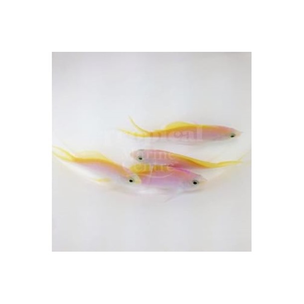 Bartlett's Anthias