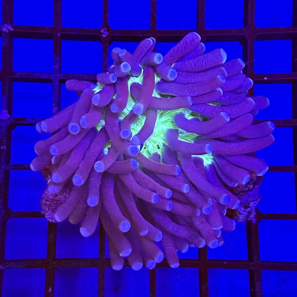 Long Tentacle Plate Coral