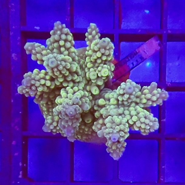 Mini Acro Colony