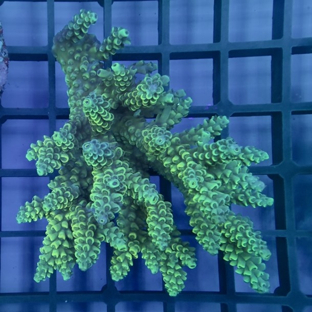 Oz Acropora Colony