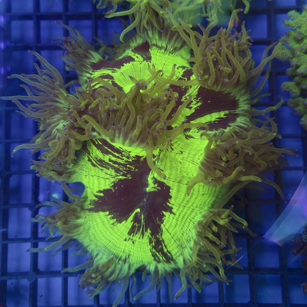 Green Scar Catalaphyllia