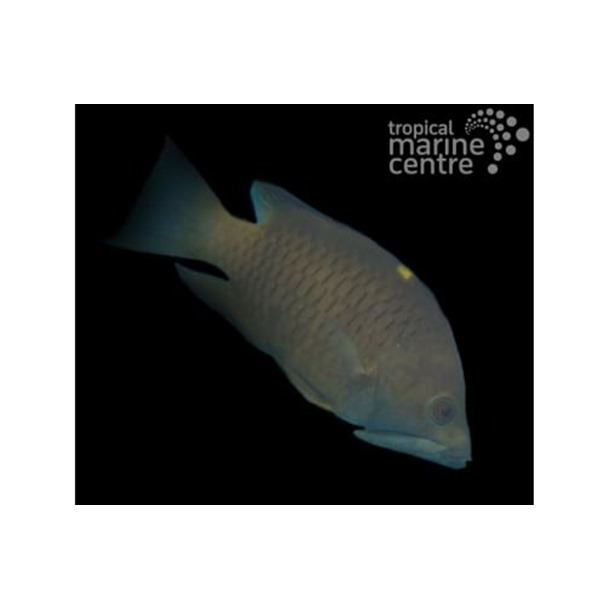 Slingjaw Wrasse