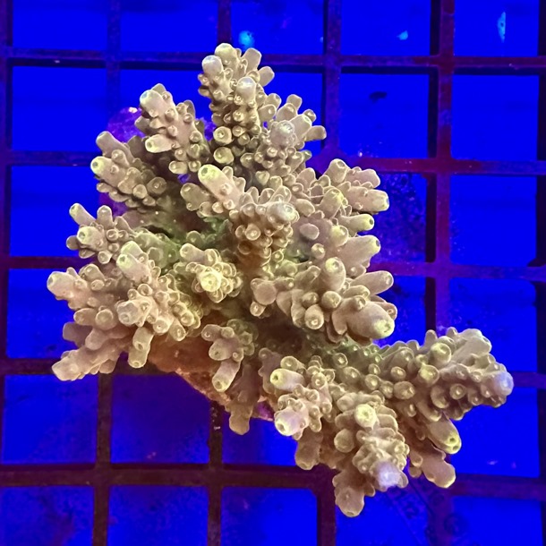 Acropora Colony