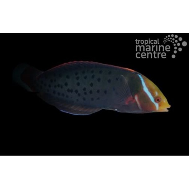 Queen Clown Wrasse