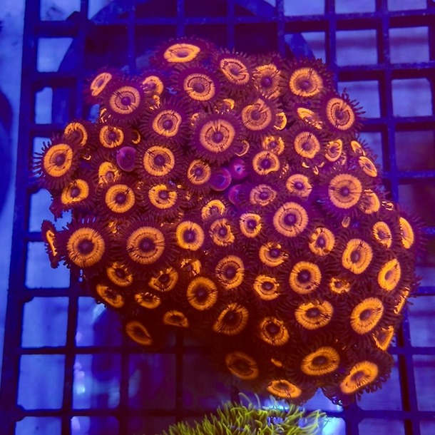 Red Dynamite Zoa