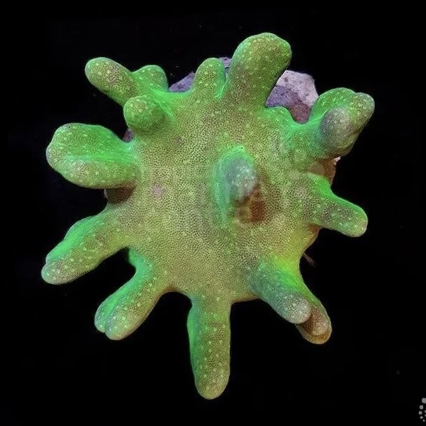 Green Knobbly Toadstool Frag