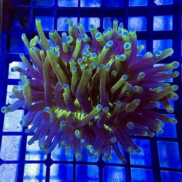 Ultra Green Long Tentacle Plate Coral