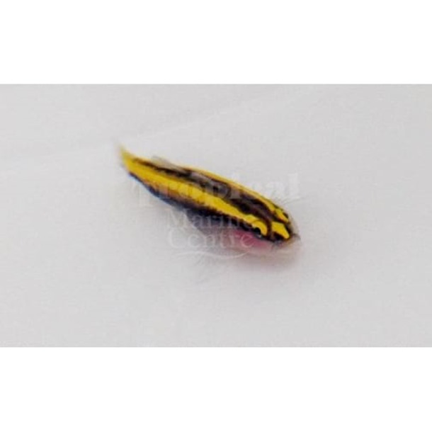 Gold Neon Nano Goby