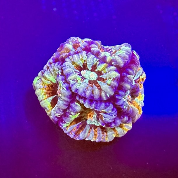 Pastel Brain Coral Frag