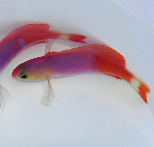 Painted Anthias