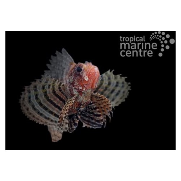 Fuzzy Dwarf Lionfish